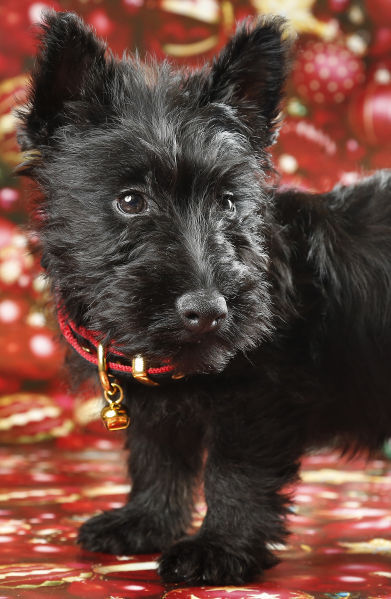 Finnegan 2014 Little Yellow Dog